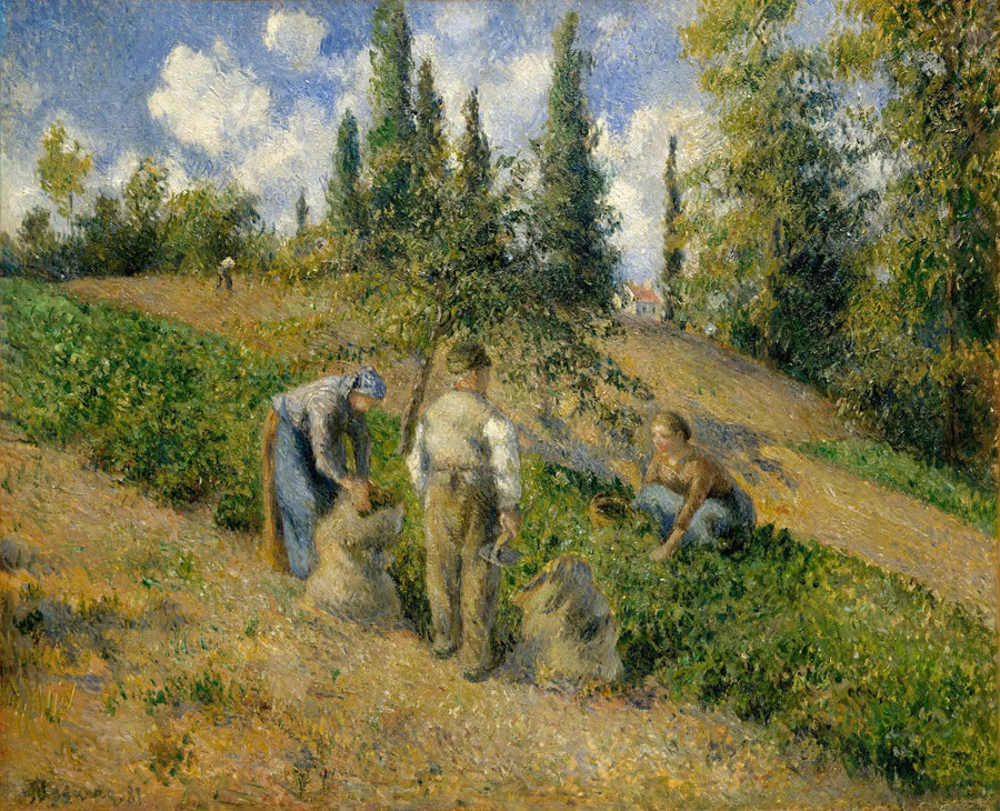 Żniwa, Pontoise - Camille Pissarro