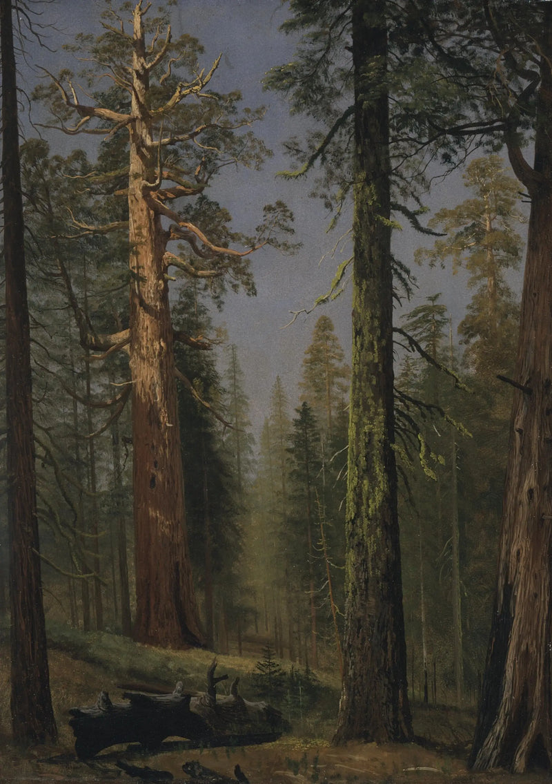 Gigantyczny sekwoja Grizzly, Mariposa Grove, Kalifornia - Albert Bierstadt