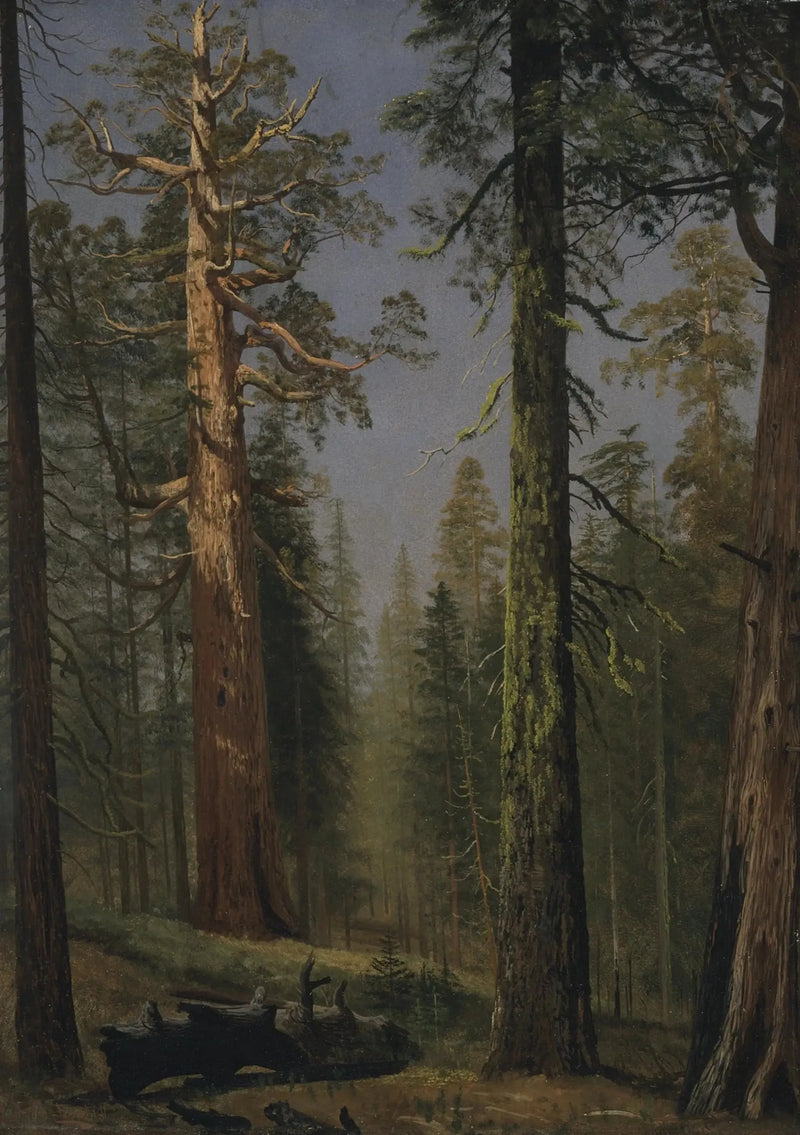 Gigantyczny sekwoja Grizzly, Mariposa Grove, Kalifornia - Albert Bierstadt