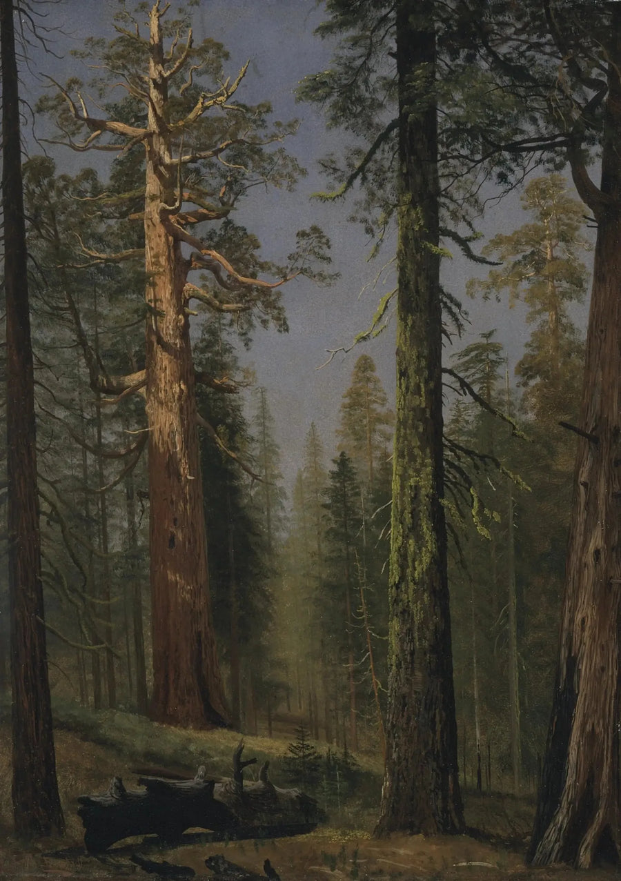 Gigantyczny sekwoja Grizzly, Mariposa Grove, Kalifornia - Albert Bierstadt