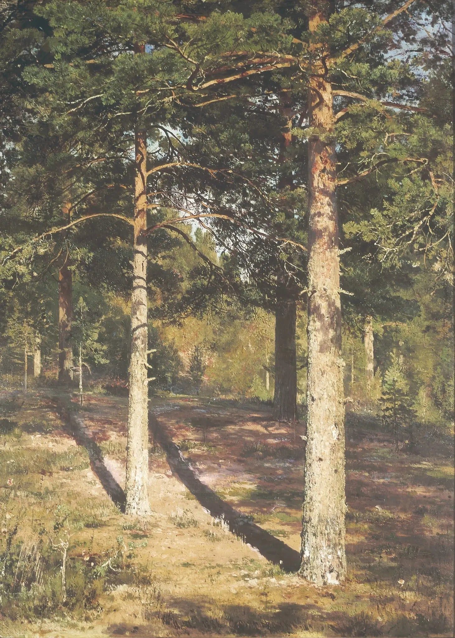 Les pins ensoleillés - Ivan Chichkine - Alpha Reproduction