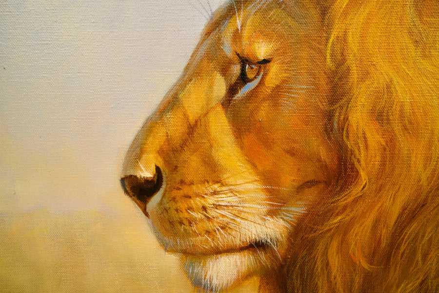 Lew na sawannie | 150x100cm