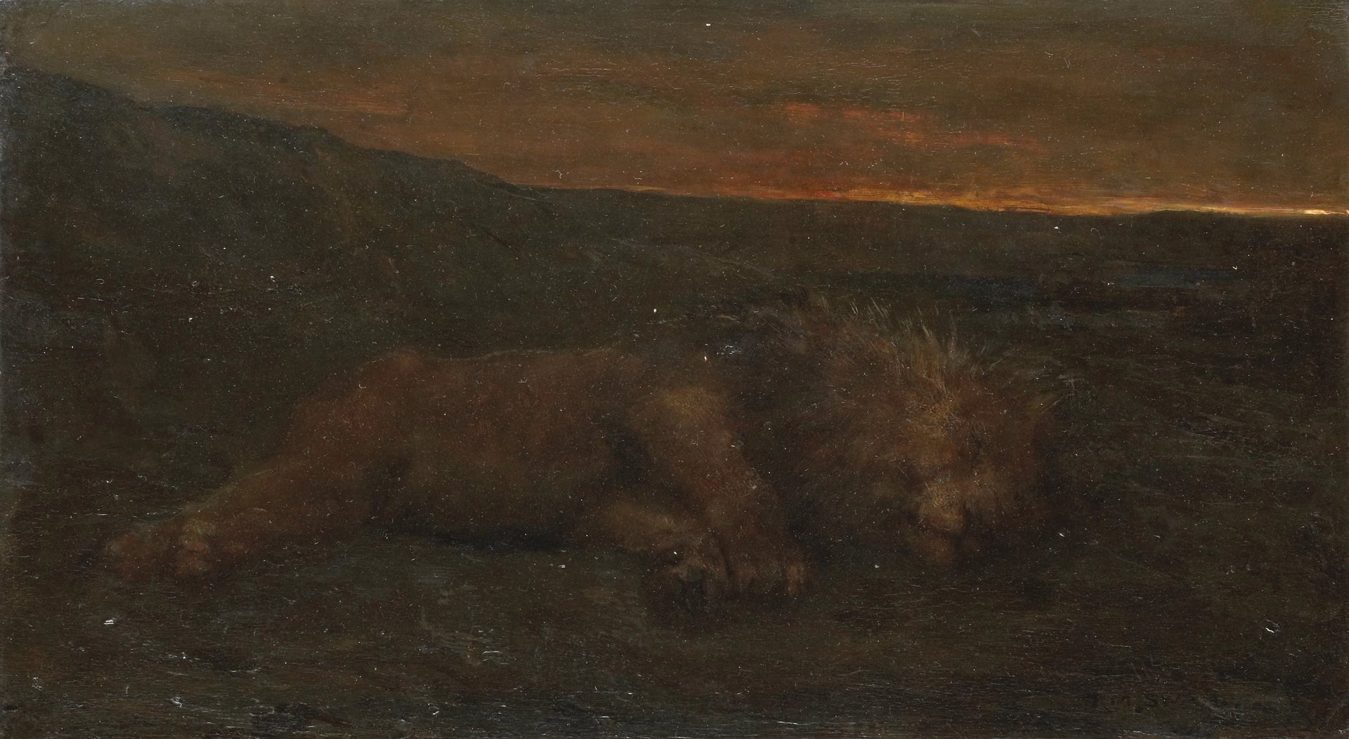 Lion endormi la nuit - John Macallan Swan