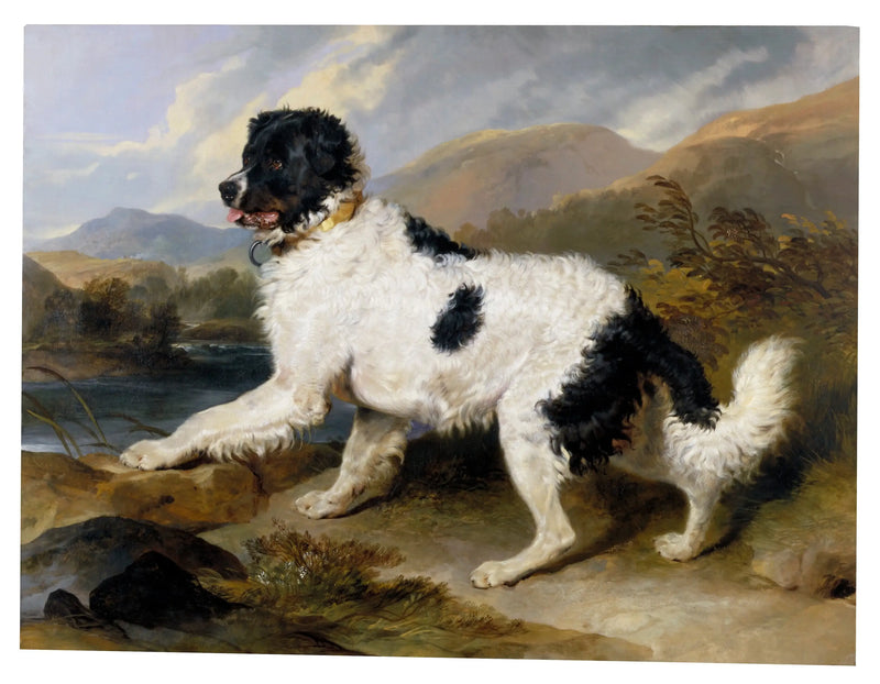 Lwów, pies nowofundlandzki - Edwin Henry Landseer