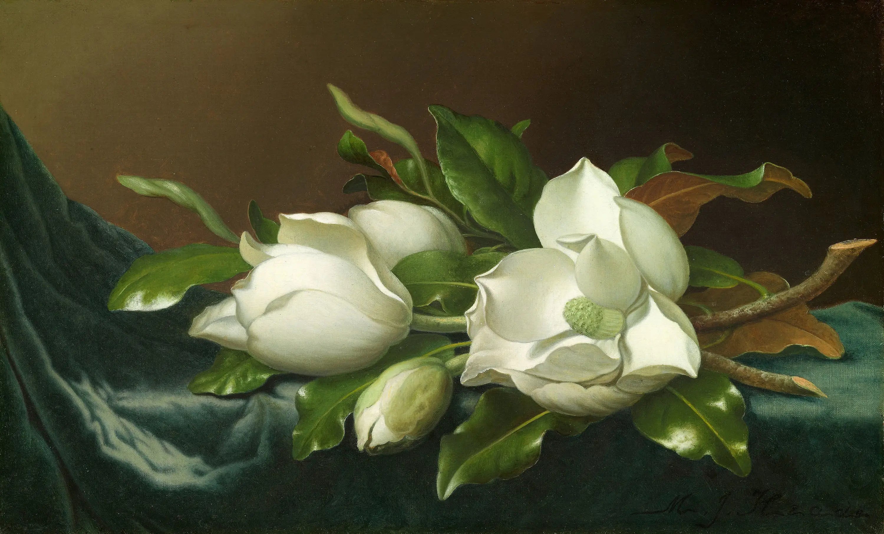 Magnolias sur tissu de velours bleu clair - Martin Johnson Heade - Alpha Reproduction