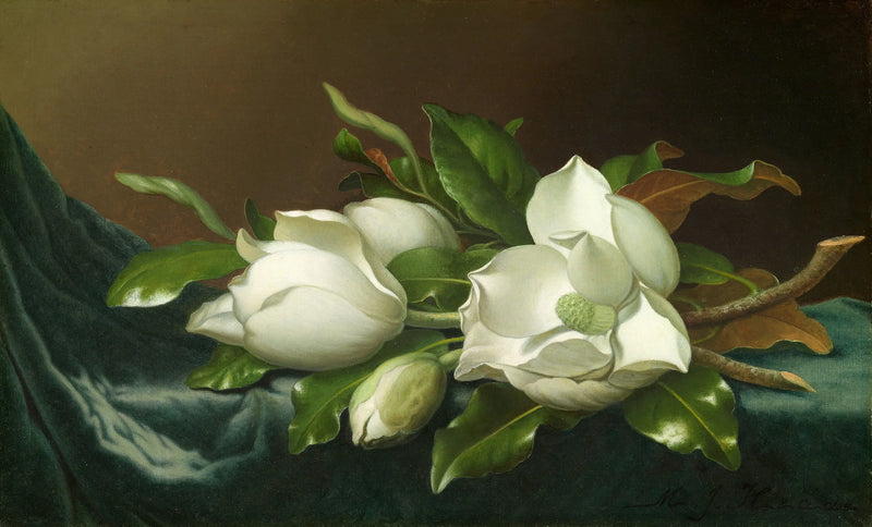 Magnolie na tkaninie z jasnoniebieskiego aksamitu - Martin Johnson Heade
