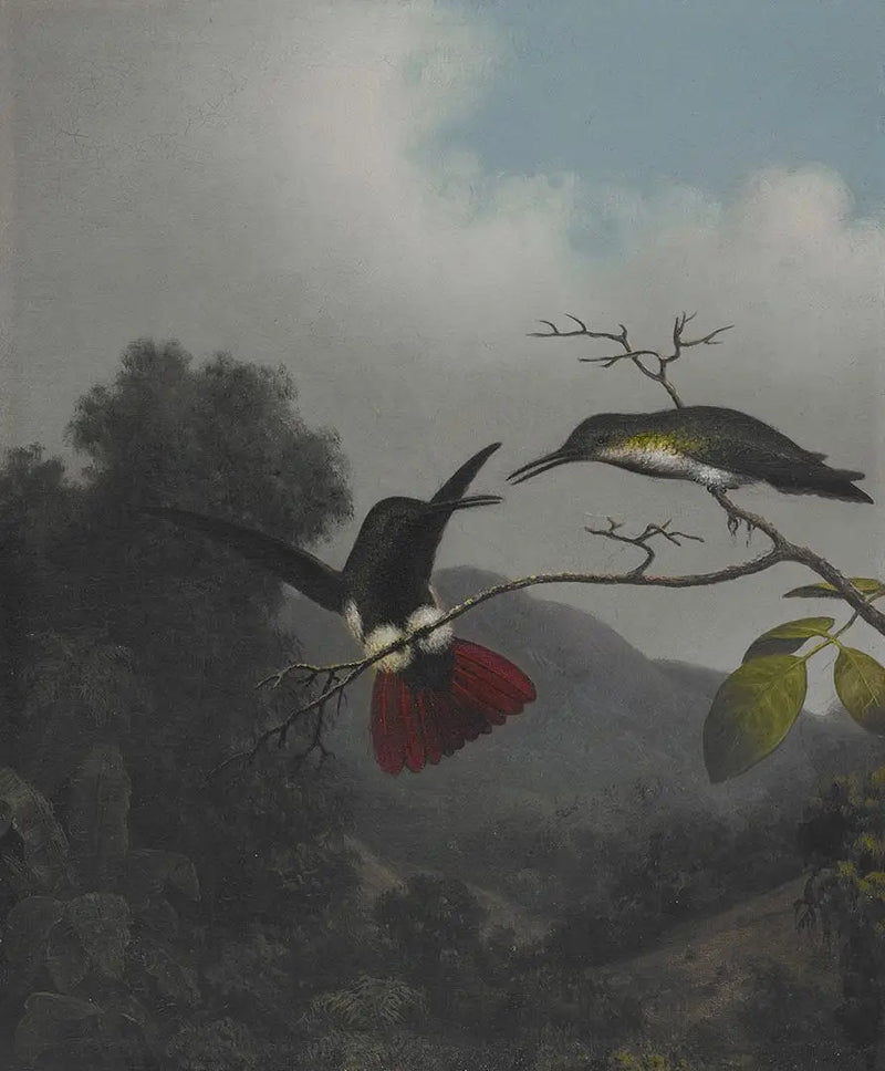 Mango z czarną gardzielą - Martin Johnson Heade
