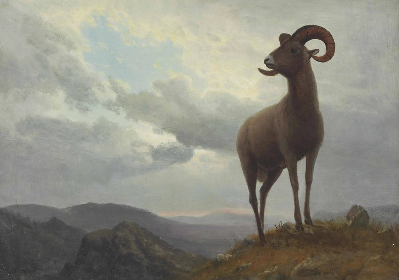 Baranek z długimi rogami - Albert Bierstadt