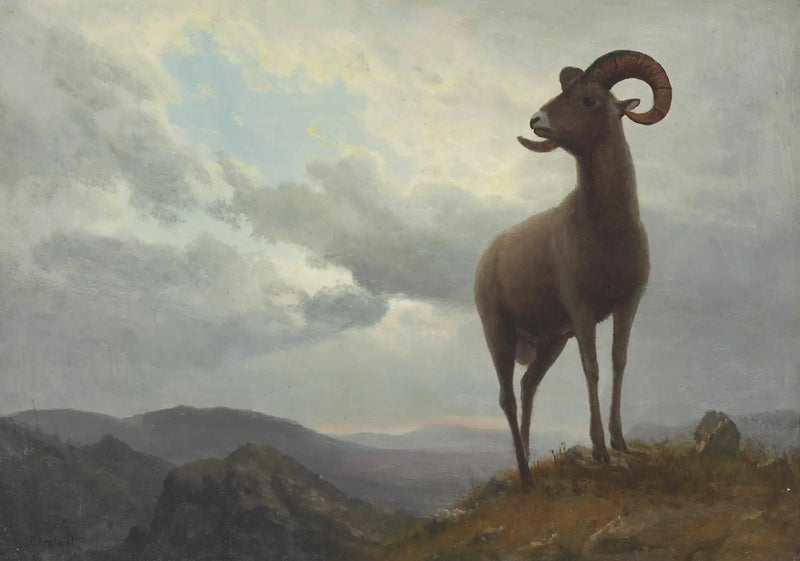 Baranek z długimi rogami - Albert Bierstadt