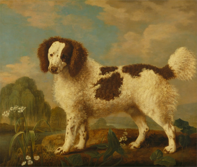 Brązowo-biały spaniel Norfolk lub Water Spaniel - George Stubbs