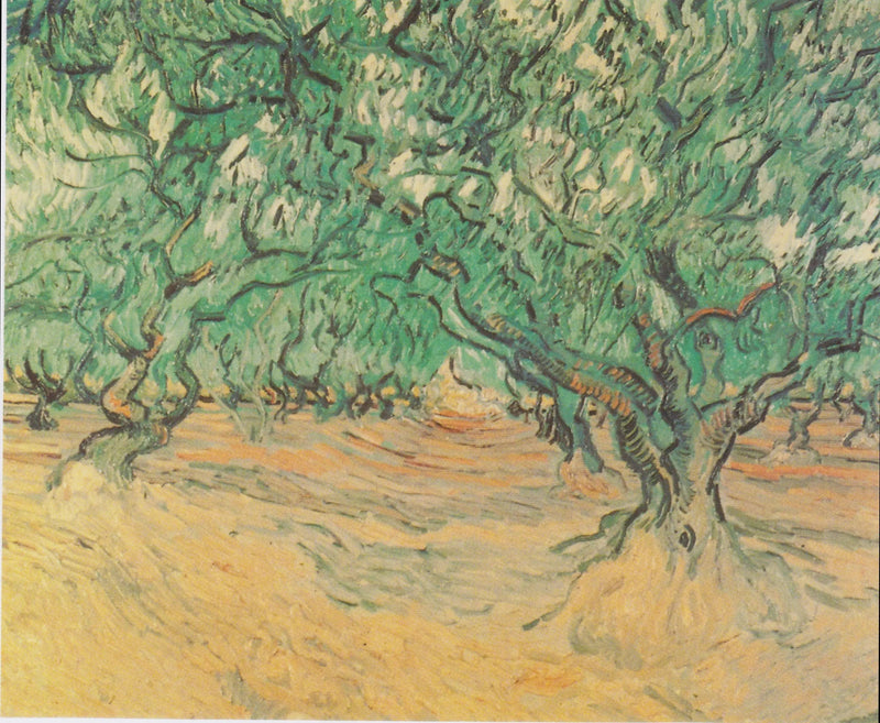Oliwki - Vincent van Gogh