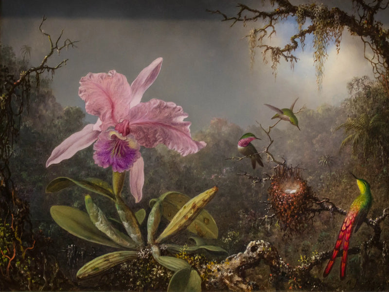 Orchidea Cattleya i trzy kolibry - Martin Johnson Heade