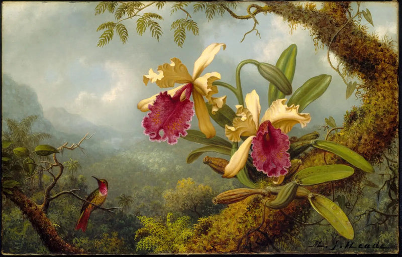 Orchidee i koliber - Martin Johnson Heade