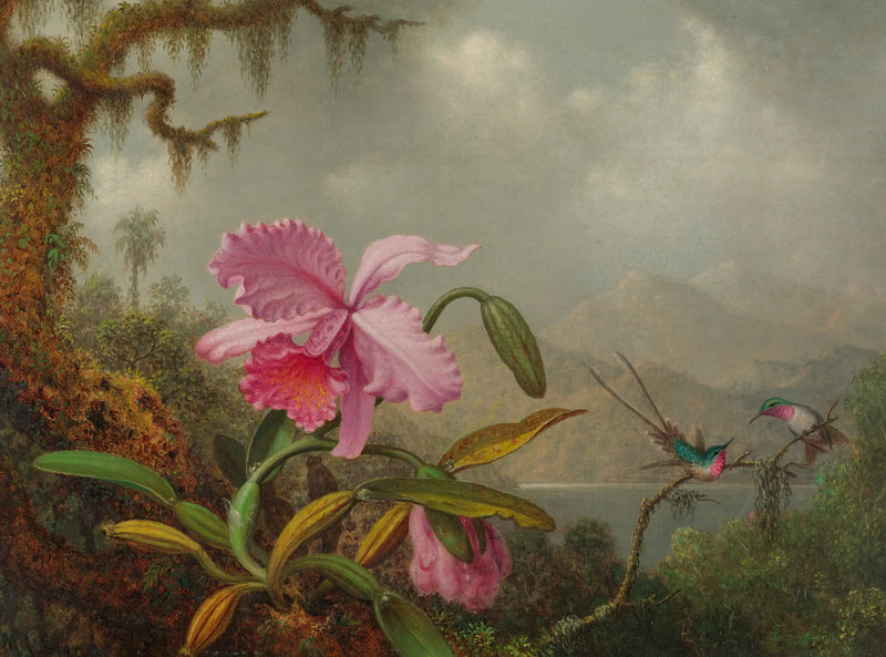 Orchidee i kolibry - Martin Johnson Heade