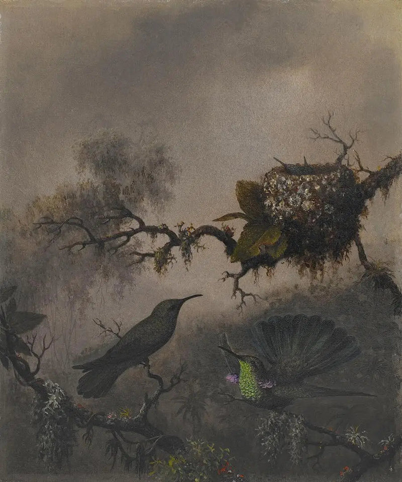 Fioletowe ucho z białym brzuchem - Martin Johnson Heade