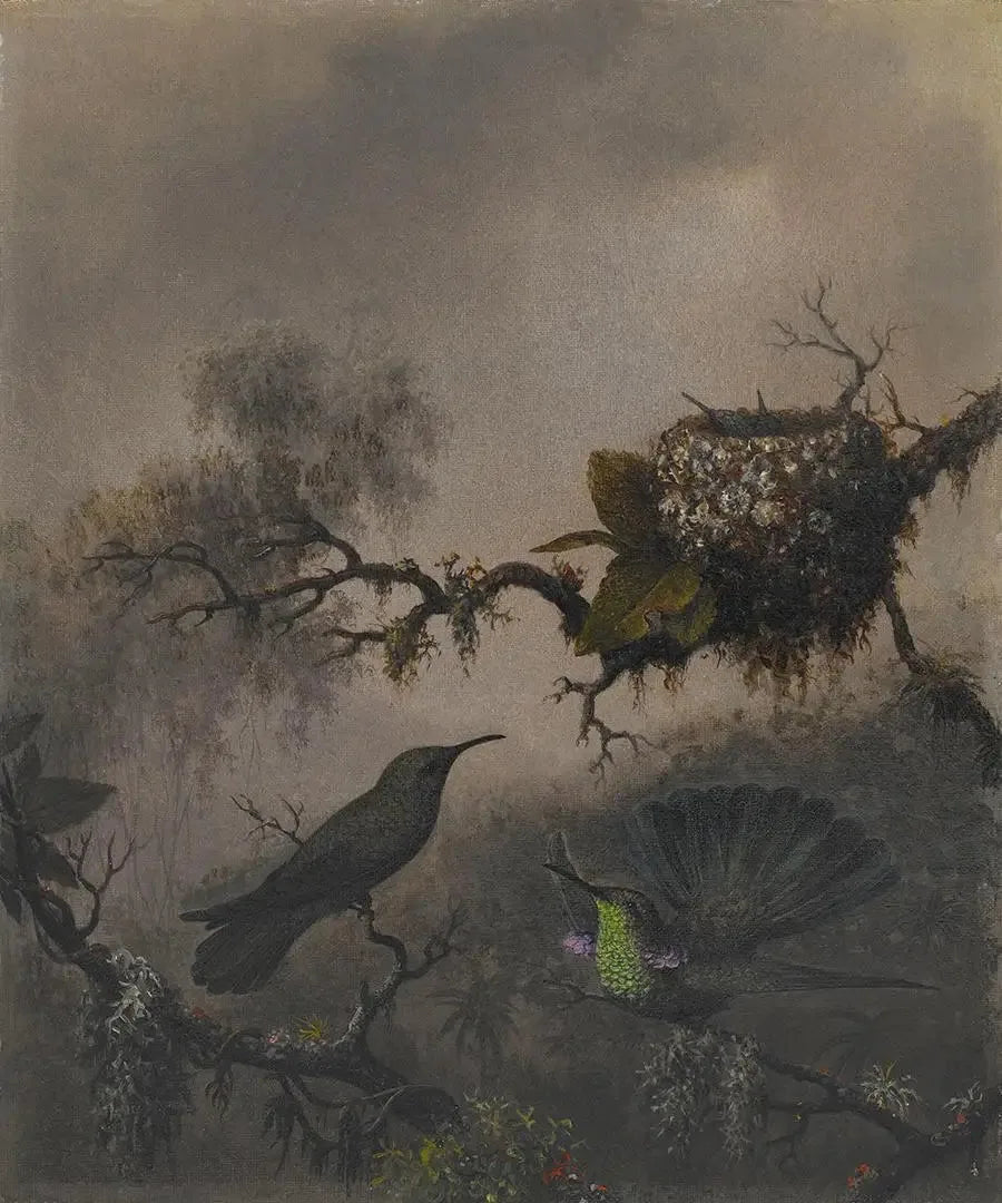 Fioletowe ucho z białym brzuchem - Martin Johnson Heade
