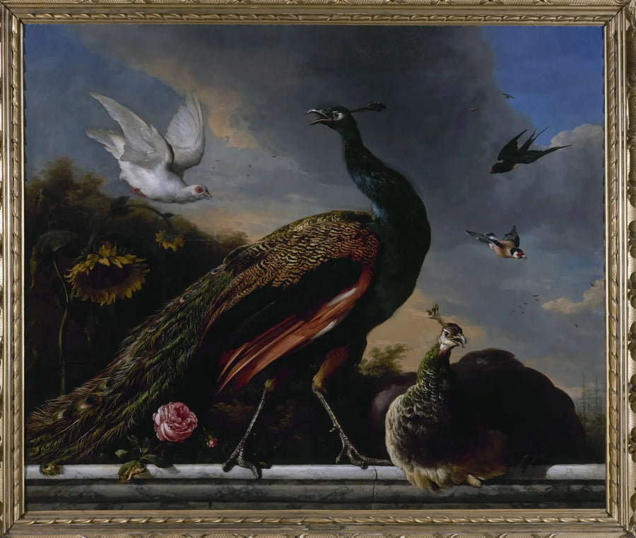 Pawie, samiec i samica - Melchior de Hondecoeter