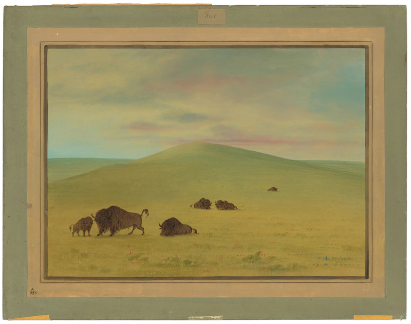 Amerykańskie pastwisko - Łany trawiaste Platte - George Catlin