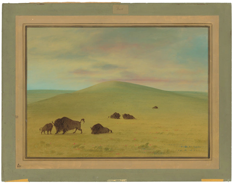 Amerykańskie pastwisko - Łany trawiaste Platte - George Catlin