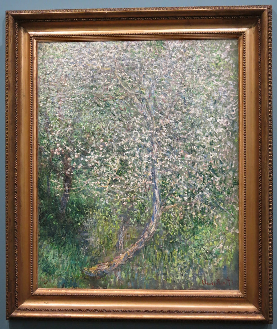 Jabłoń w rozkwicie nad wodą W585 - Claude Monet