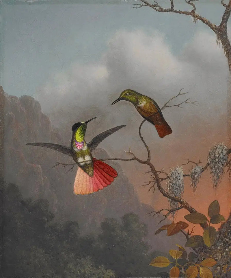 Nosiciel osłony na kapturze - Martin Johnson Heade