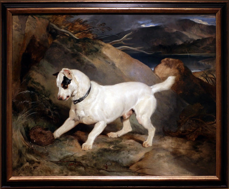 Portret teriera, własność Owena Williamsa, ESQ., posła (Jocko z jeżem) - Edwin Henry Landseer