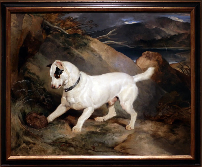 Portret teriera, własność Owena Williamsa, ESQ., posła (Jocko z jeżem) - Edwin Henry Landseer