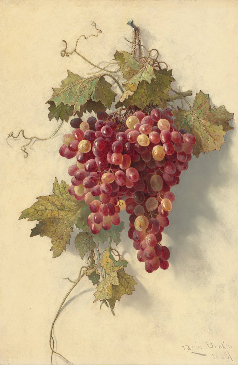 Raisins contre mur blanc - Edwin Deakin