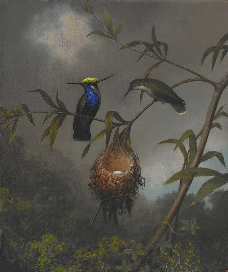 Czarnogardły drozd - Martin Johnson Heade