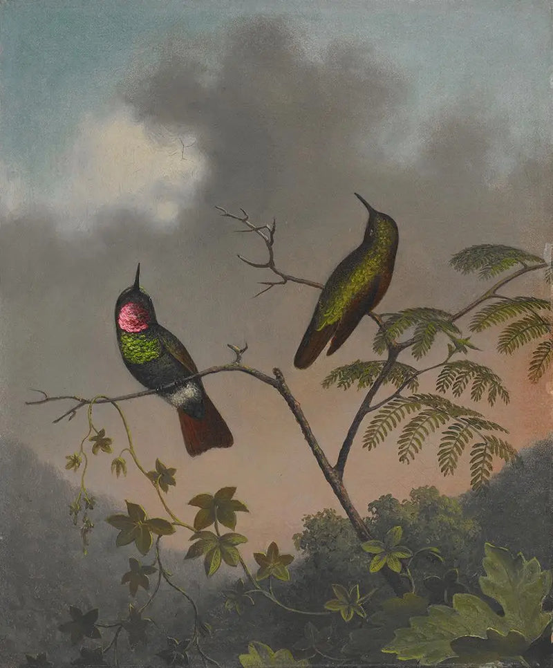 Rubis brazylijski - Martin Johnson Heade