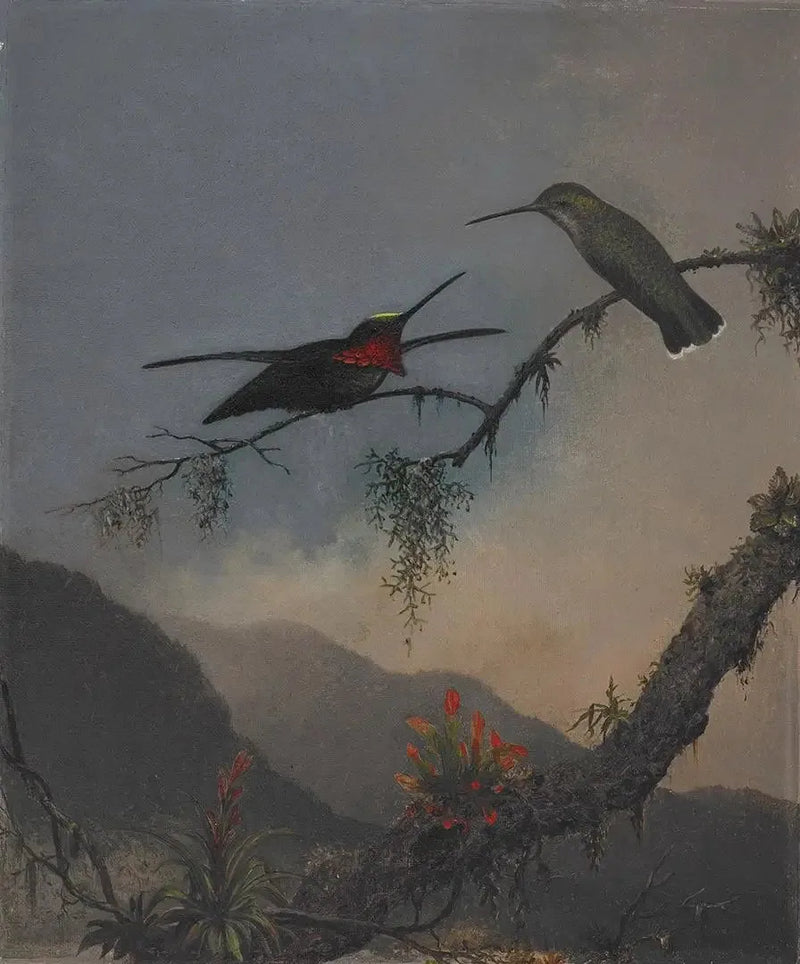 Rozpoczynający się gardłowy z prążkowaną klatką piersiową - Martin Johnson Heade