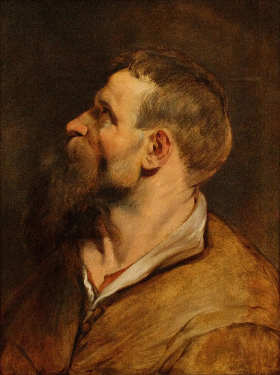 Głowa brodatego mężczyzny patrzącego w lewo - Peter Paul Rubens