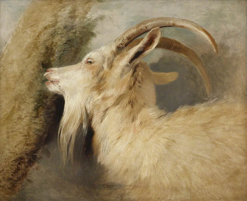 Głowa kozy - Edwin Henry Landseer