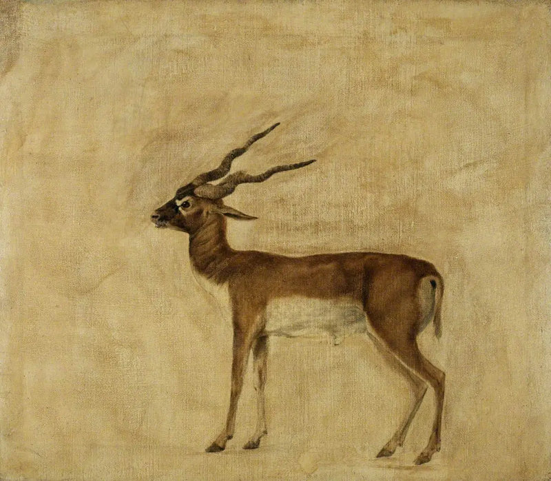 Antylopa cervicapra - George Stubbs