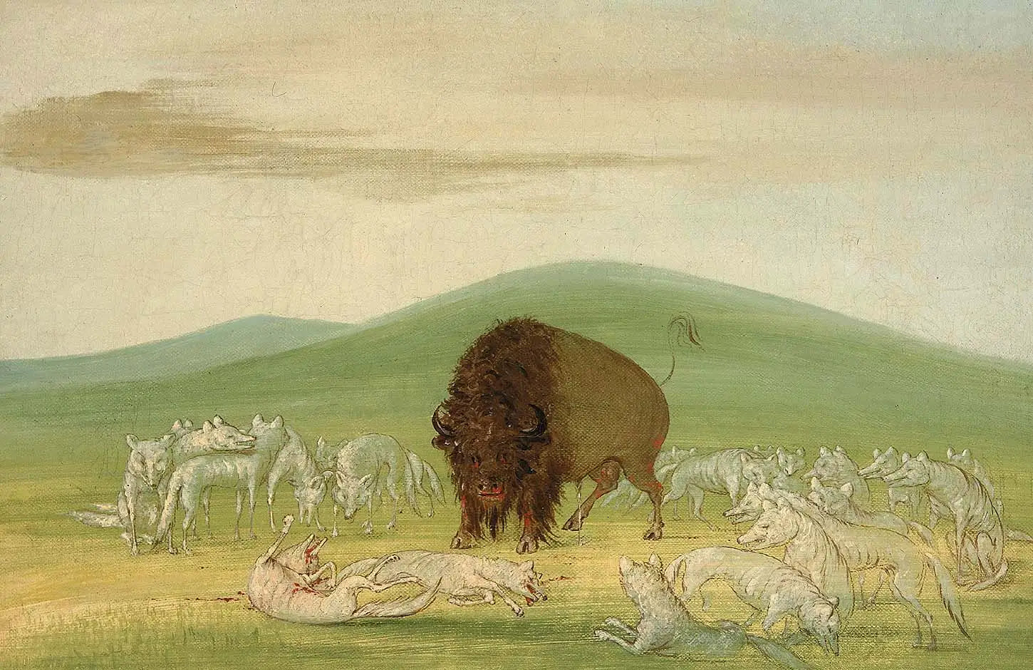 Un bison blessé entouré de loups blancs - George Catlin image 1 tableau peint à l’huile sur toile