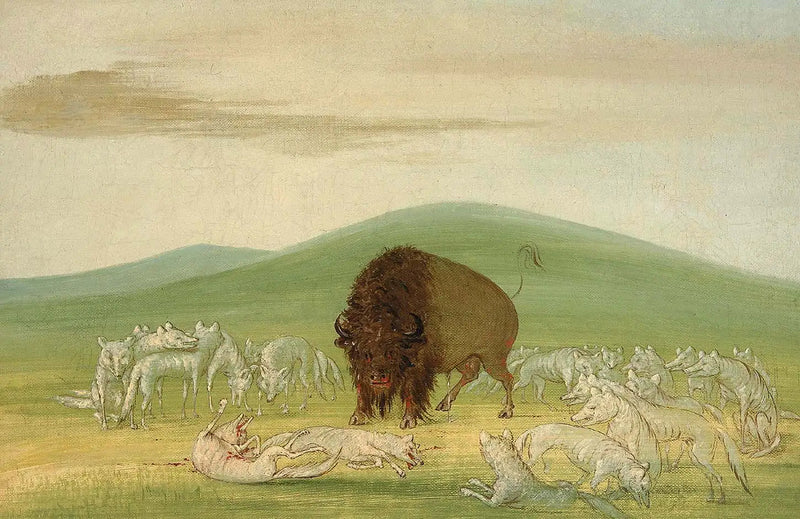 Ranny bizon otoczony białymi wilkami - George Catlin