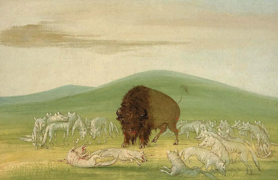 Ranny bizon otoczony białymi wilkami - George Catlin