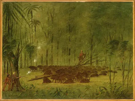 Walka z pekariami - Karaiby - George Catlin