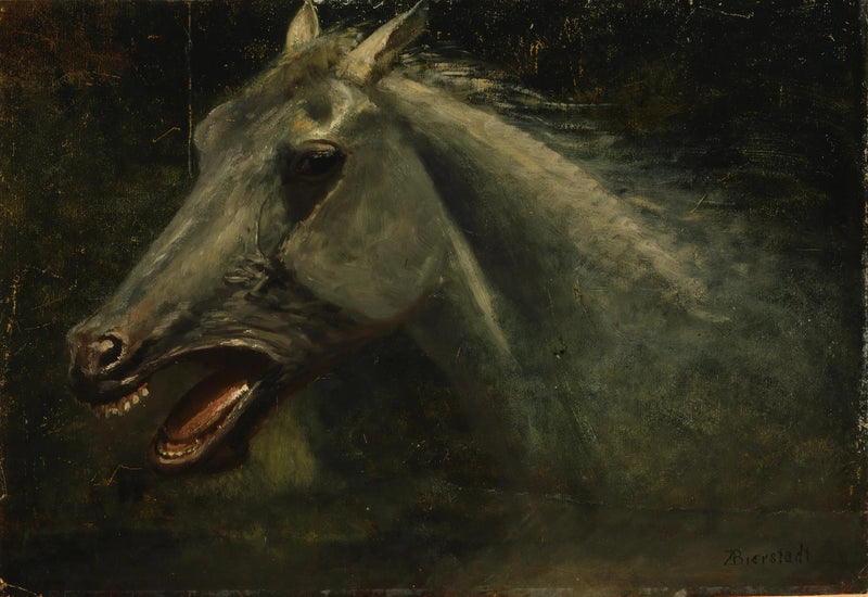 Dziki koń - Albert Bierstadt