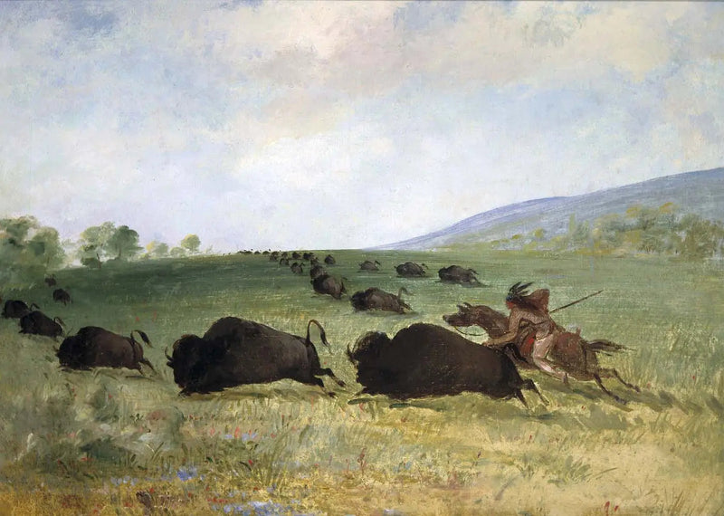 Indyjski Osage rzuca bawoła - George Catlin