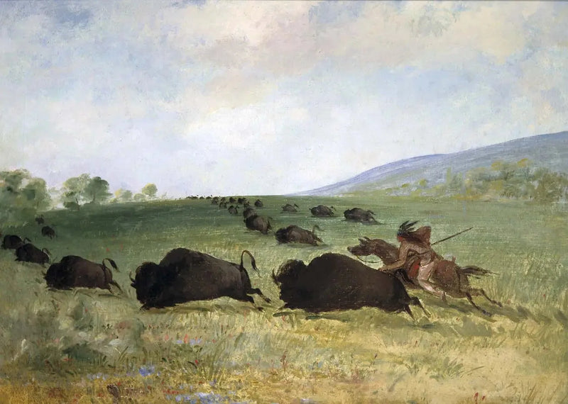 Indyjski Osage rzuca bawoła - George Catlin