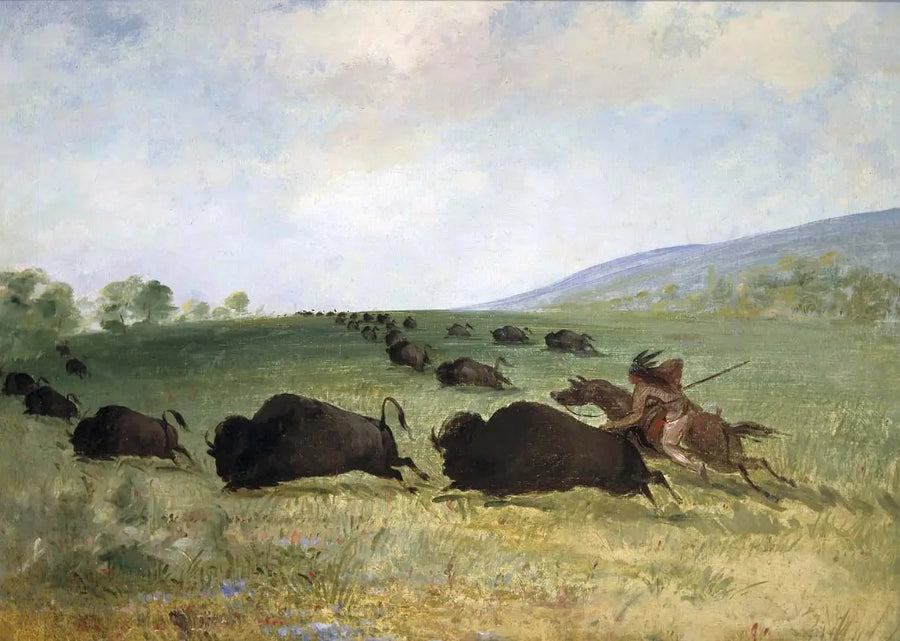 Indyjski Osage rzuca bawoła - George Catlin