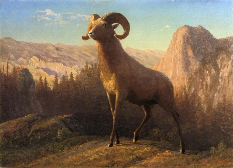 Owca z Gór Skalistych, Ovis, Montana - Albert Bierstadt