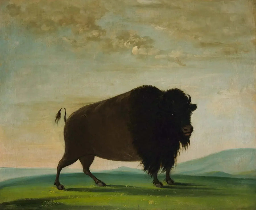 Byk bizon pasący się na łące - George Catlin