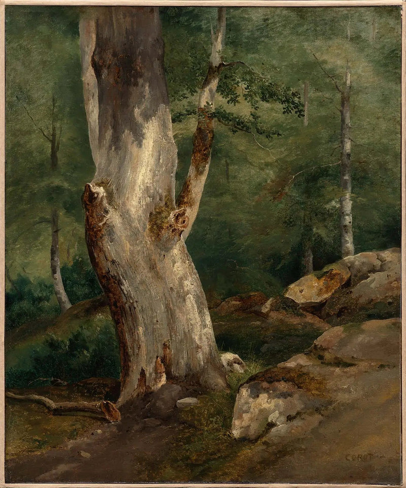 Stare bukowe drewno - Jean-Baptiste Camille Corot